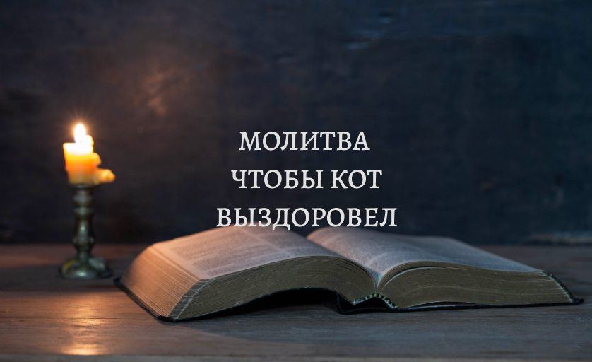 Молитва, чтобы кот выздоровел