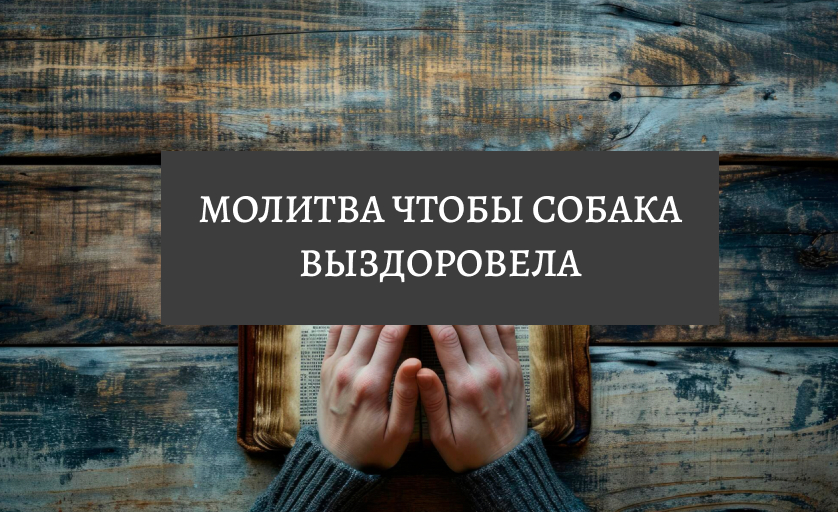 Молитва чтобы собака выздоровела